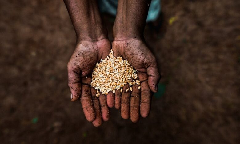 Close-up of hands holding raw grains, symbolizing agriculture and sustainability.