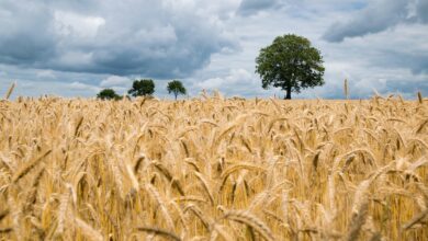 wheat, field, wheat field, barley, crops, wheat crops, arable land, agriculture, farm, farming, cultivation, nature, landscape, rural, countryside, wheat, wheat, wheat, wheat, wheat, wheat field, wheat field, agriculture