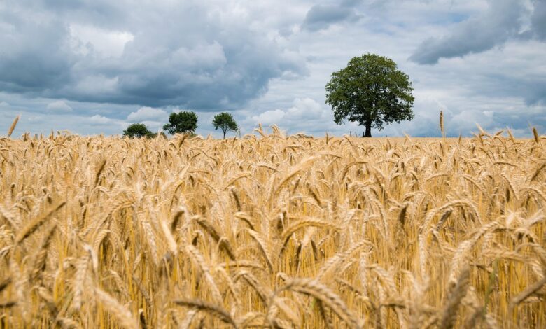 wheat, field, wheat field, barley, crops, wheat crops, arable land, agriculture, farm, farming, cultivation, nature, landscape, rural, countryside, wheat, wheat, wheat, wheat, wheat, wheat field, wheat field, agriculture