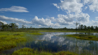 Peaceful landscape of an Estonian wetland with a clear sky reflection on the pond. Ideal for nature lovers.