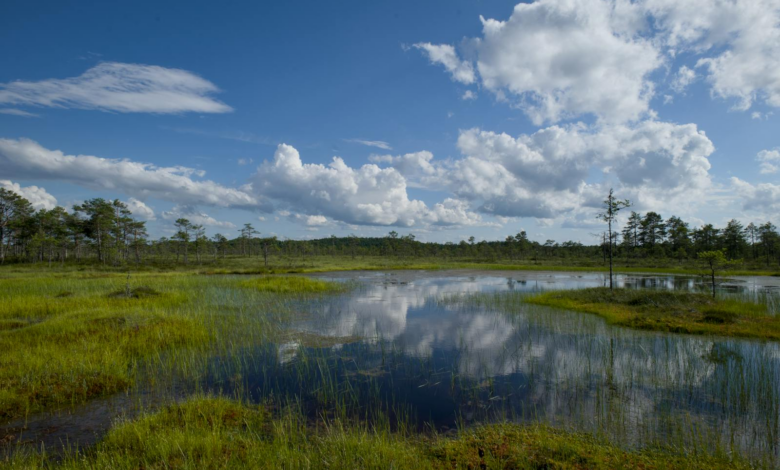 Peaceful landscape of an Estonian wetland with a clear sky reflection on the pond. Ideal for nature lovers.