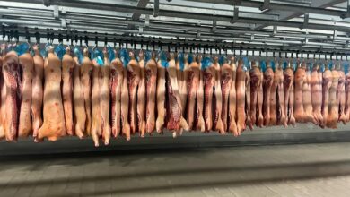 Rows of pork carcasses hang in industrial slaughterhouse refrigerator.