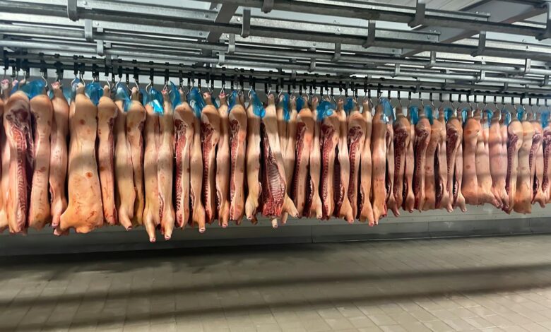 Rows of pork carcasses hang in industrial slaughterhouse refrigerator.