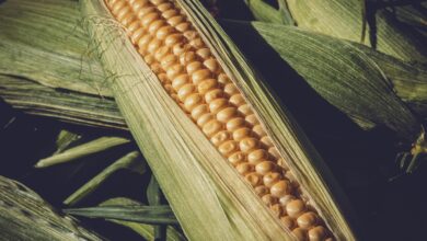 corn, harvest, healthy, sweet corn, vegetables, food, agriculture, corn, corn, corn, corn, corn