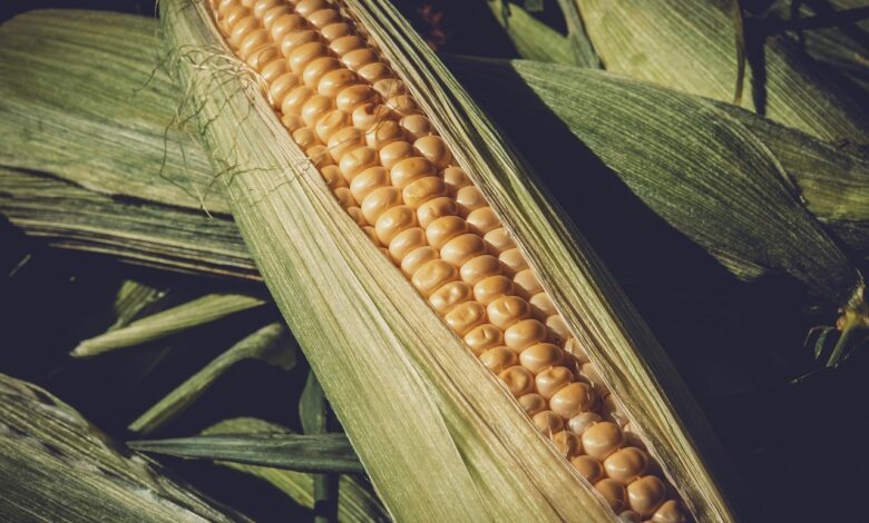 corn, harvest, healthy, sweet corn, vegetables, food, agriculture, corn, corn, corn, corn, corn
