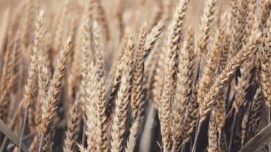 wheat, field, wheat field, barley, crops, wheat crops, arable land, agriculture, farm, farming, cultivation, nature, landscape, rural, countryside, wheat, wheat, wheat, wheat, wheat
