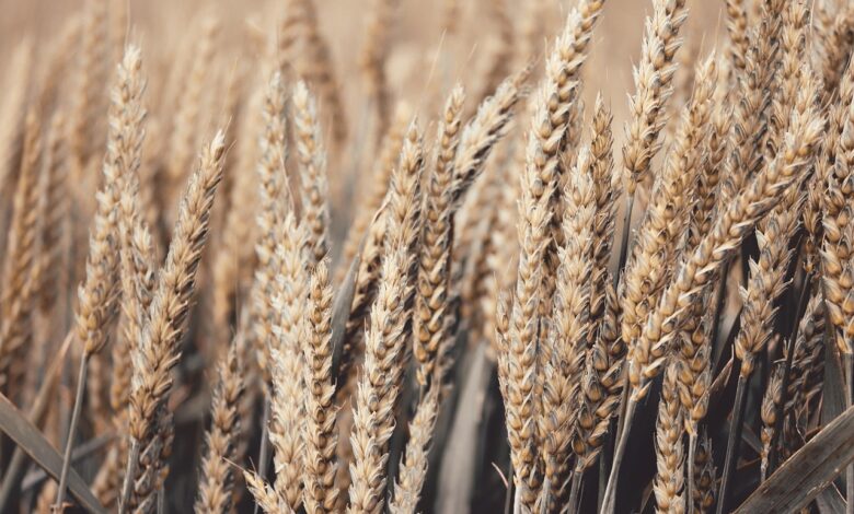 wheat, field, wheat field, barley, crops, wheat crops, arable land, agriculture, farm, farming, cultivation, nature, landscape, rural, countryside, wheat, wheat, wheat, wheat, wheat