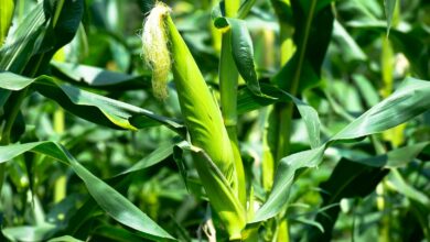 Close-up of unripe corn on the stalk surrounded by lush green leaves in a field.