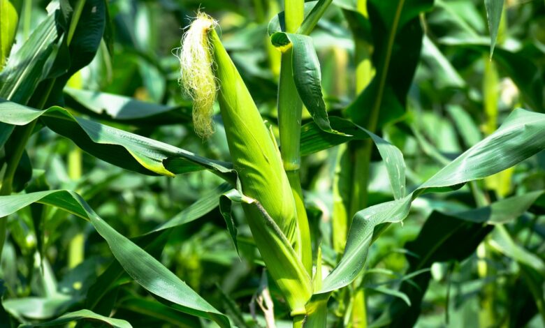 Close-up of unripe corn on the stalk surrounded by lush green leaves in a field.