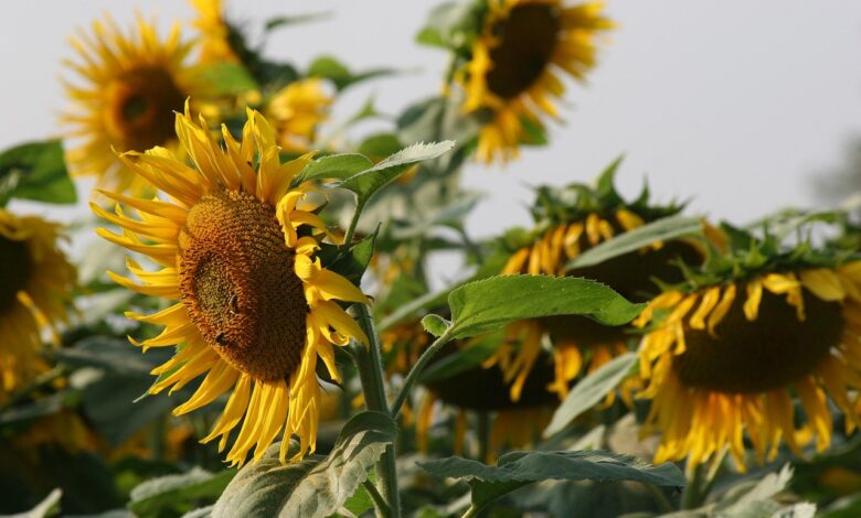 sunflower, blossom, bloom, bright, nature, landscape, sunflowers, field, sunflower, sunflower, sunflower, sunflower, sunflower, sunflowers, sunflowers