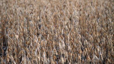 crops, soy, field, dry, texture, soy beans, farming, pattern, natural, landscape, soy, soy, soy beans, soy beans, soy beans, soy beans, soy beans