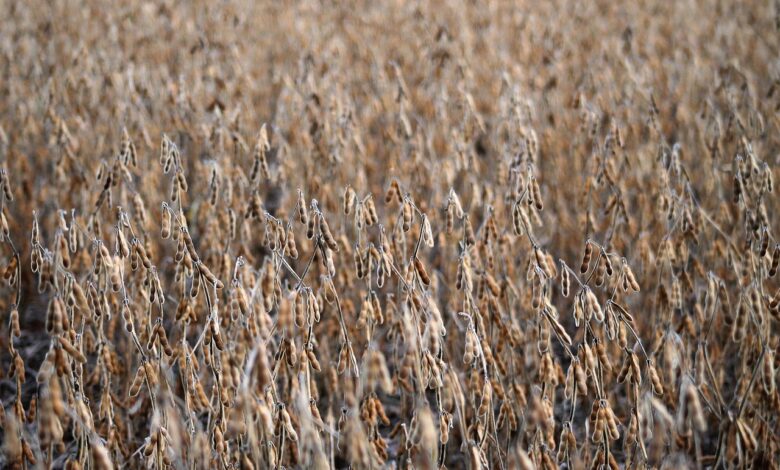 crops, soy, field, dry, texture, soy beans, farming, pattern, natural, landscape, soy, soy, soy beans, soy beans, soy beans, soy beans, soy beans