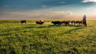 cow, grassland, grazing, nomad, dornod plain, asahi, mongolia, landscape, cow, cow, cow, cow, cow, mongolia, mongolia