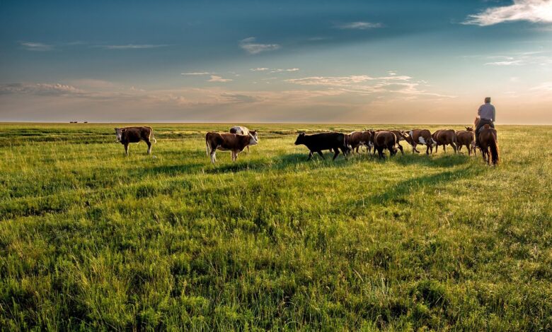 cow, grassland, grazing, nomad, dornod plain, asahi, mongolia, landscape, cow, cow, cow, cow, cow, mongolia, mongolia