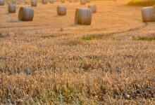 field, harvest, nature, harvest festival, sunset, the rays, evening