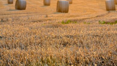 field, harvest, nature, harvest festival, sunset, the rays, evening