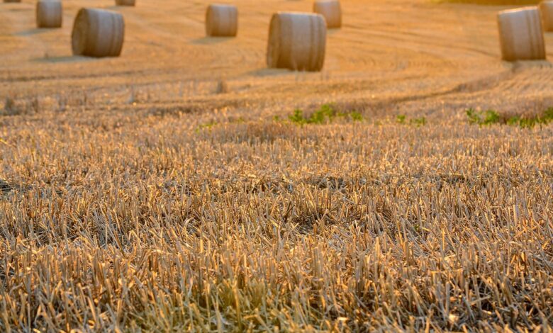field, harvest, nature, harvest festival, sunset, the rays, evening