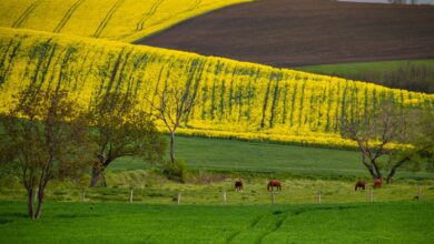 a field with horses grazing in the distance
