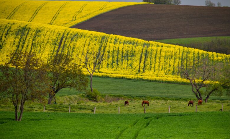 a field with horses grazing in the distance
