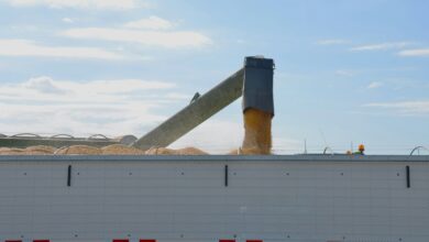Grain being unloaded into a trailer
