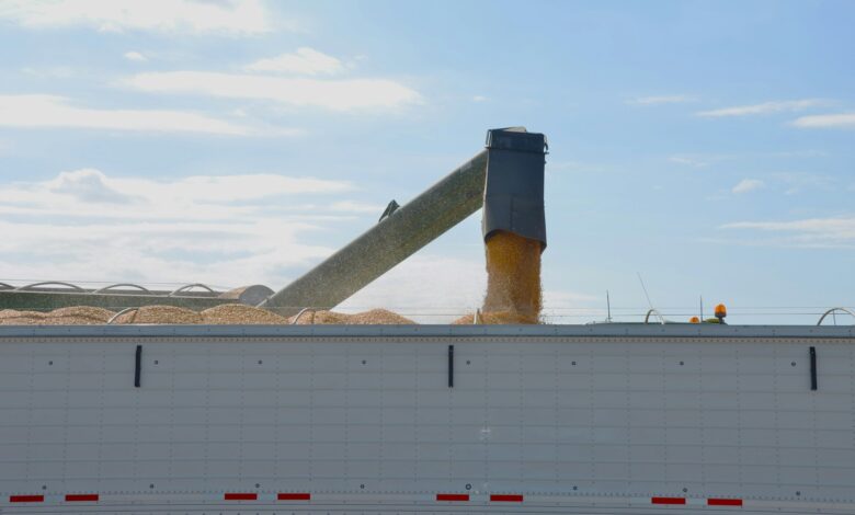 Grain being unloaded into a trailer