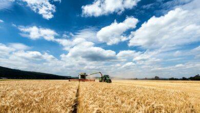 a combine of grain being harvested in a field