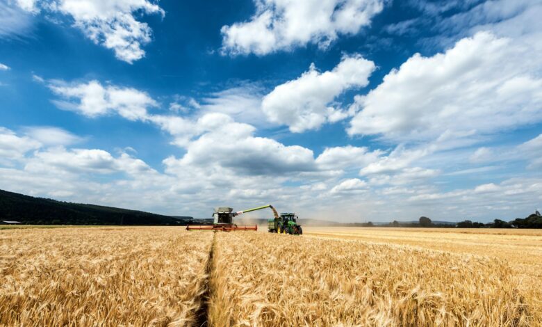 a combine of grain being harvested in a field