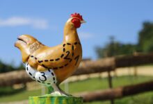 chicken, flesh, poultry, food, chicken meat, agriculture, farm yard