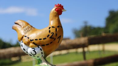 chicken, flesh, poultry, food, chicken meat, agriculture, farm yard