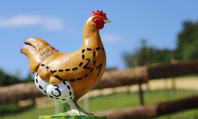 chicken, flesh, poultry, food, chicken meat, agriculture, farm yard