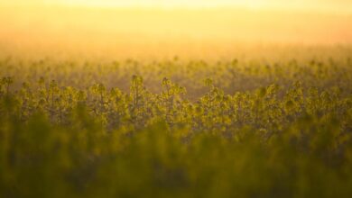 oilseed rape, field, yellow, landscape, laptop wallpaper, floral background, beautiful wallpaper, full hd wallpaper, free wallpaper, 4k wallpaper 1920x1080, nature, field of rapeseeds, hd wallpaper, desktop backgrounds, rapeseed oil, spring, free background, blossom, bloom, wallpaper hd, mac wallpaper, beautiful nature, wallpaper 4k, bright, windows wallpaper, cool backgrounds, arable, 4k wallpaper, nature wallpaper, nature background, background