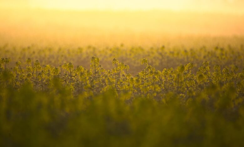 oilseed rape, field, yellow, landscape, laptop wallpaper, floral background, beautiful wallpaper, full hd wallpaper, free wallpaper, 4k wallpaper 1920x1080, nature, field of rapeseeds, hd wallpaper, desktop backgrounds, rapeseed oil, spring, free background, blossom, bloom, wallpaper hd, mac wallpaper, beautiful nature, wallpaper 4k, bright, windows wallpaper, cool backgrounds, arable, 4k wallpaper, nature wallpaper, nature background, background