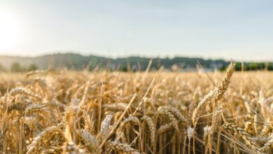 wheat, field, wheat field, barley, crops, wheat crops, arable land, agriculture, farm, farming, cultivation, nature, landscape, rural, countryside, wheat, wheat, wheat, wheat, wheat, wheat field, wheat field, barley