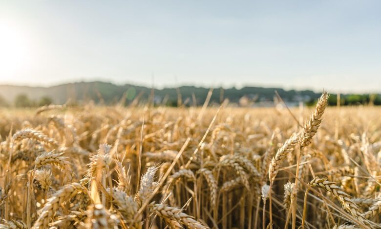 wheat, field, wheat field, barley, crops, wheat crops, arable land, agriculture, farm, farming, cultivation, nature, landscape, rural, countryside, wheat, wheat, wheat, wheat, wheat, wheat field, wheat field, barley