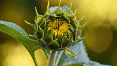 sunflower, plant, flower wallpaper, nature, flower, helianthus annuus, perennial, annual, flower background, seed, beautiful flowers, food, sunflower oil, summer