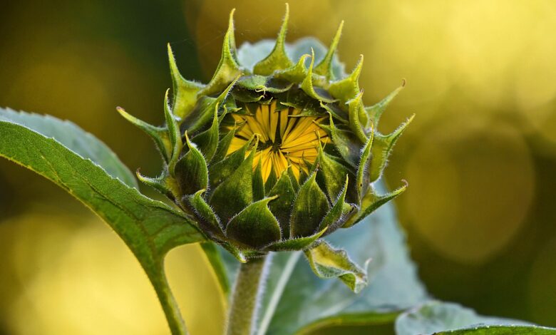 sunflower, plant, flower wallpaper, nature, flower, helianthus annuus, perennial, annual, flower background, seed, beautiful flowers, food, sunflower oil, summer