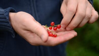 currants, berry, fruit, healthy, berry fruit, hands, nibble, garden, ripe, nourishment, cute, vital substances, fresh, nature, natural product, red, yummy, cardigan, blue, harvest, bio, vitamins, currants, currants, fruit, fruit, fruit, healthy, healthy, healthy, healthy, healthy, hands, hands, hands, garden, garden, nourishment, nature, nature, natural product, red, red, red, cardigan, harvest, bio, bio, bio, vitamins