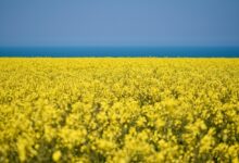 rapeseed, cultivated field, yellow flowers, rapeseed oil, cultivation, agriculture, harvest, flora, botanical, floral, rapeseed, yellow flowers, agriculture, harvest, harvest, floral, floral, floral, floral, floral