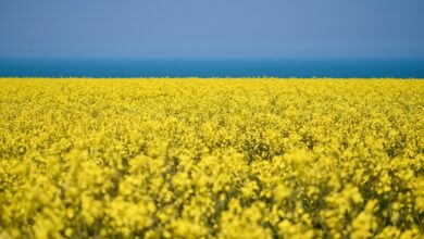 rapeseed, cultivated field, yellow flowers, rapeseed oil, cultivation, agriculture, harvest, flora, botanical, floral, rapeseed, yellow flowers, agriculture, harvest, harvest, floral, floral, floral, floral, floral