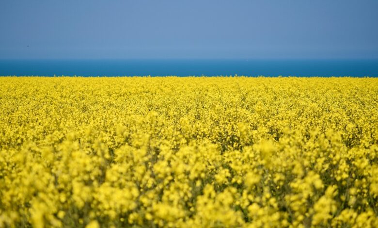 rapeseed, cultivated field, yellow flowers, rapeseed oil, cultivation, agriculture, harvest, flora, botanical, floral, rapeseed, yellow flowers, agriculture, harvest, harvest, floral, floral, floral, floral, floral