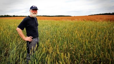 farmer, grain, food, ecological, farmer, farmer, farmer, farmer, farmer