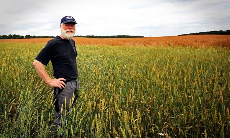 farmer, grain, food, ecological, farmer, farmer, farmer, farmer, farmer