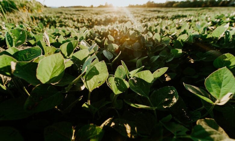 green-leafed plants