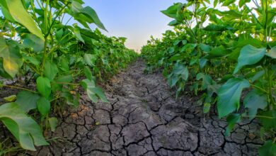 dry soil between plants
