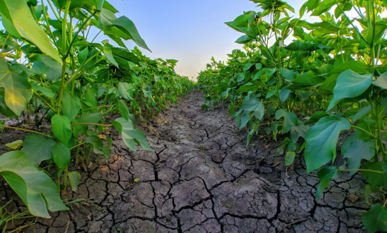 dry soil between plants