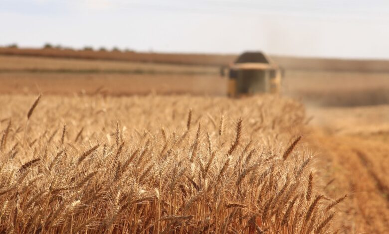 shallow focus photography of wheat field