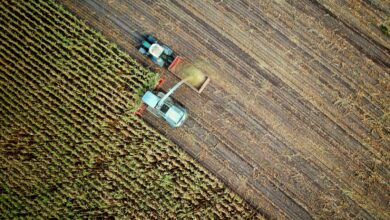 two trucks on plant field