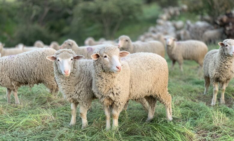 a herd of sheep standing on top of a lush green field