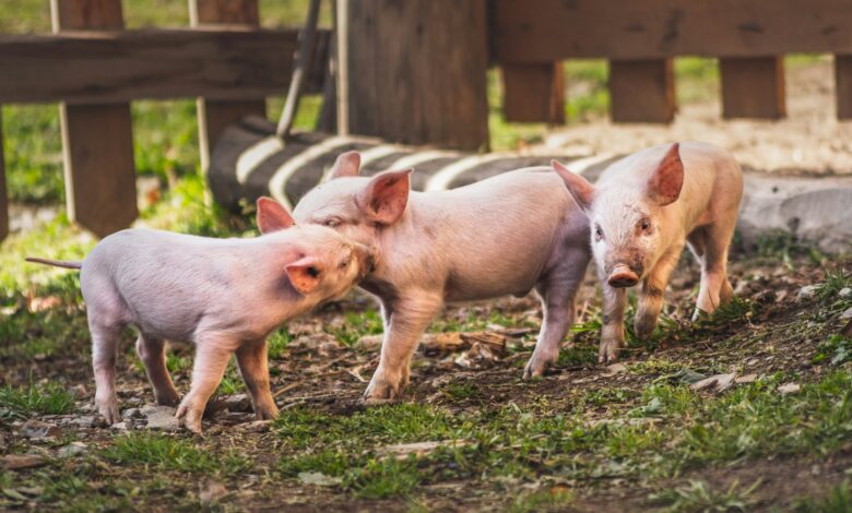 white pig on brown soil
