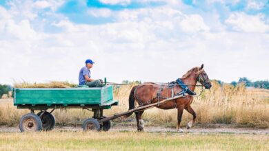a man driving a horse carriage